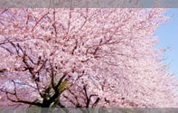 cherry blossoms