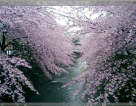 cherry blossoms